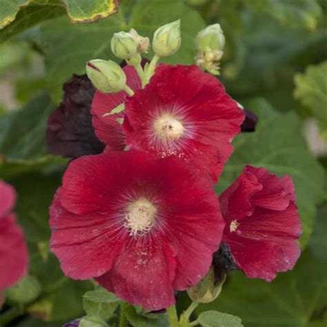 The Influence of the Astronomical Magic Hollyhock on Alchemy and Herbalism